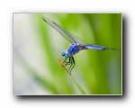 蜻蜓 微距摄影壁纸 （多分辨率）