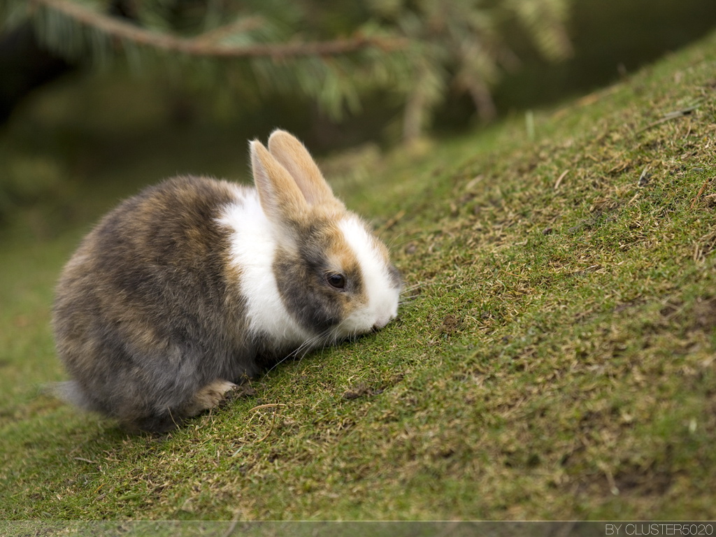 可爱小兔子(多分辨率)(壁纸1)