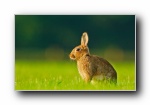 兔年兔子 Windows 7 主题摄影宽屏壁纸