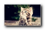 猫猫咪：可爱猫猫宽屏壁纸 1080p