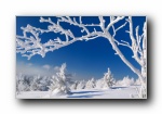《冬季雪景》必应官方宽屏壁纸
