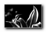 黑白之美：静态植物摄影宽屏壁纸