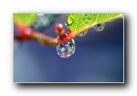 绿叶上的雨滴，露珠，水滴，水珠宽屏壁纸 （第二集）