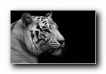 白虎 White tiger
